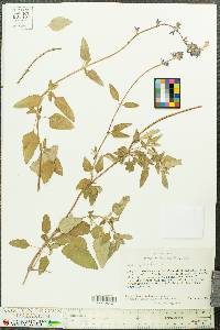 Image of Salvia glechomaefolia