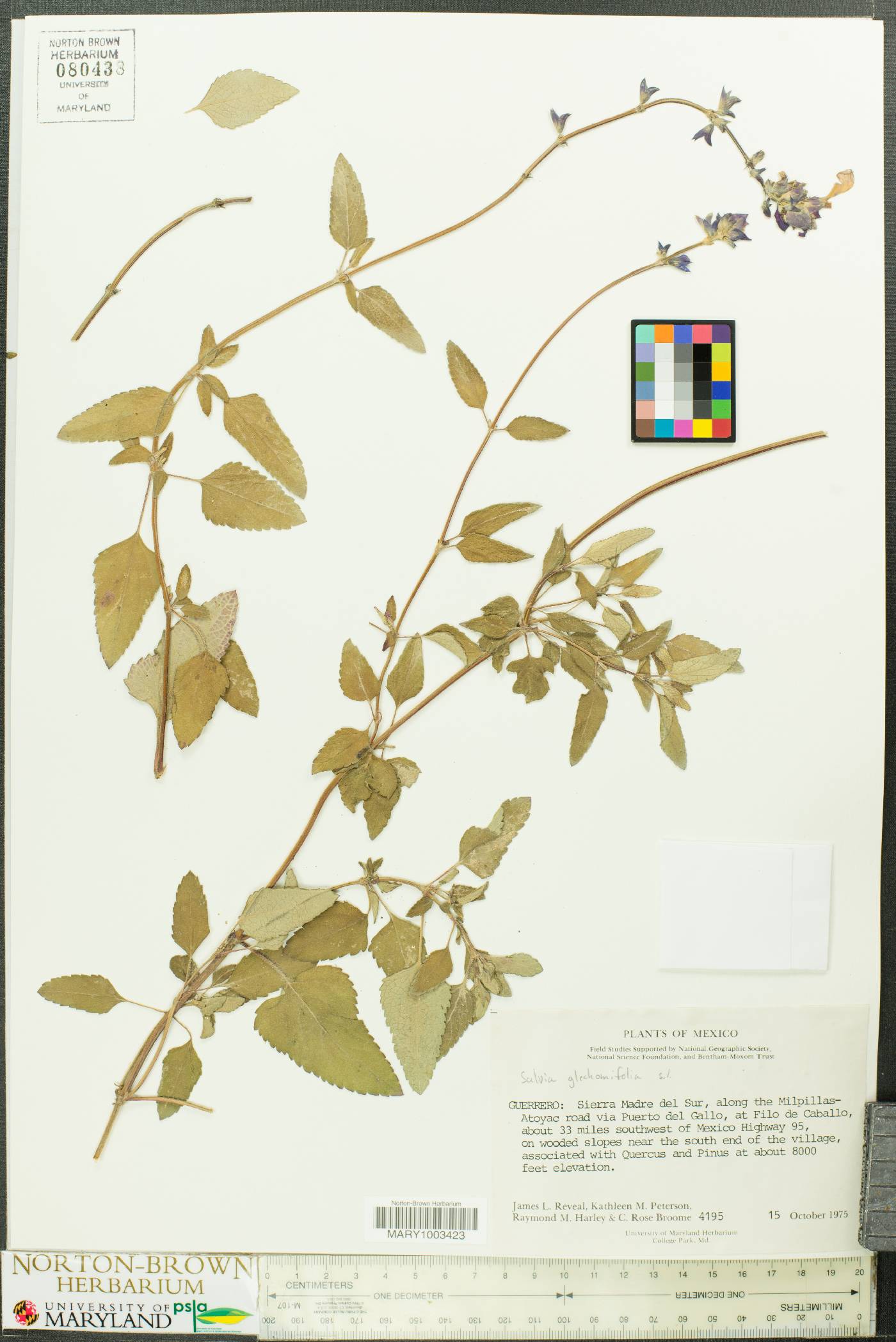 Salvia glechomaefolia image
