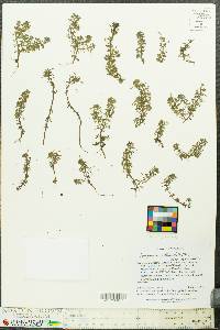 Benjaminia reflexa image