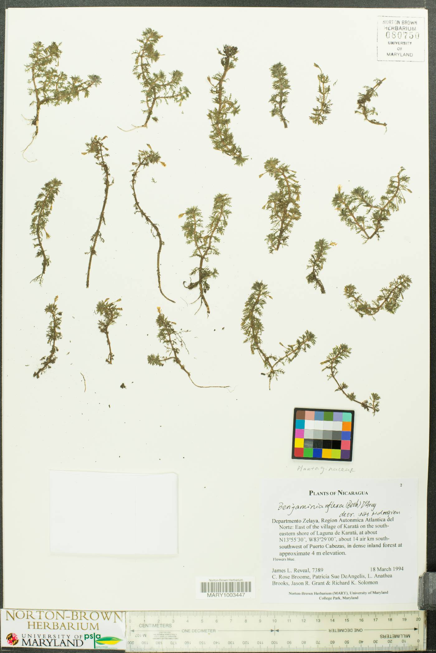 Benjaminia reflexa image