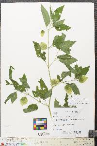 Physalis longifolia image