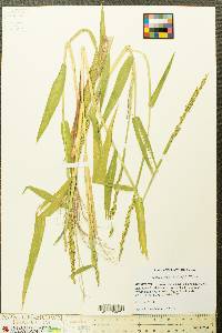 Urochloa texana image