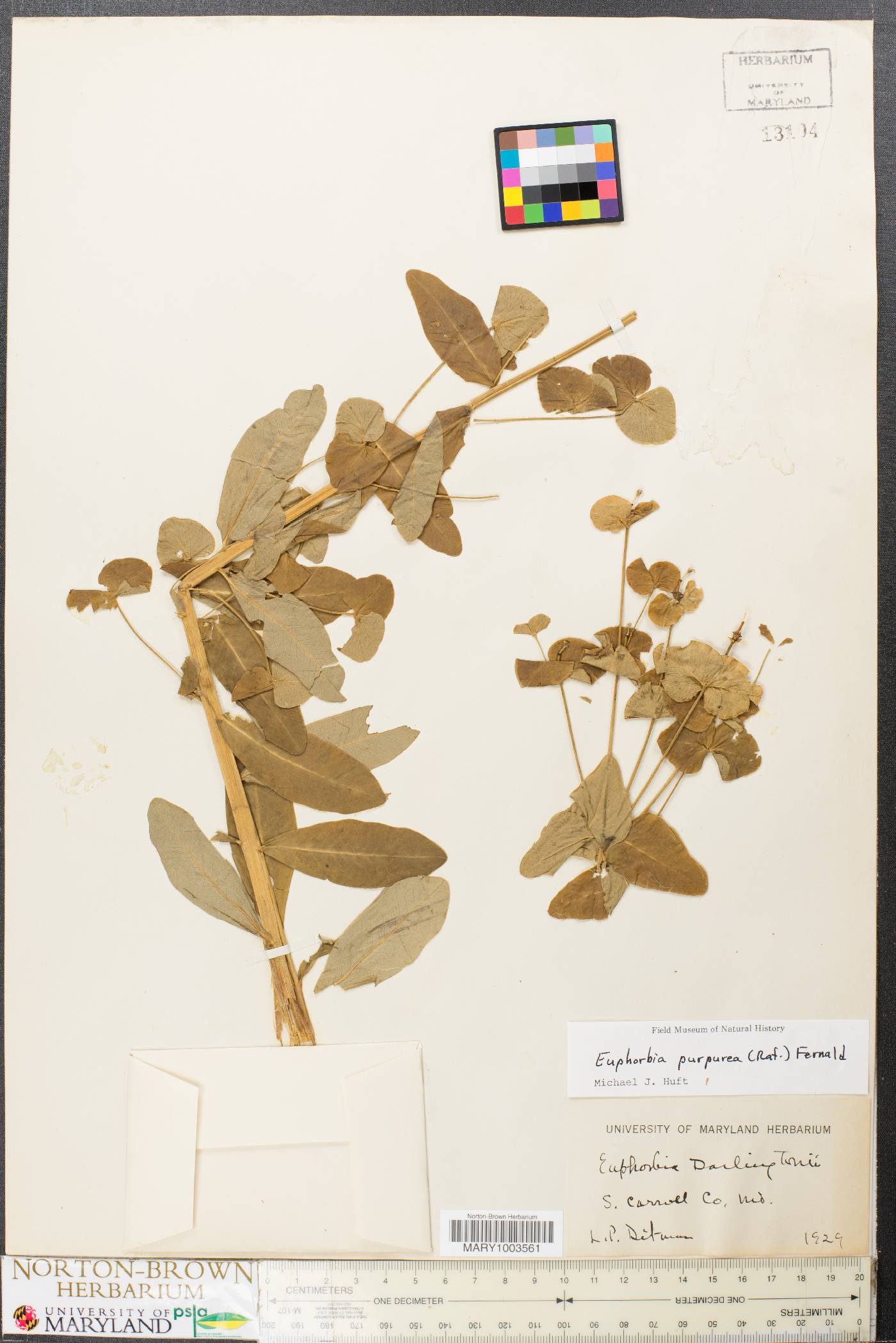 Euphorbia purpurea image