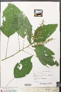 Laportea canadensis image