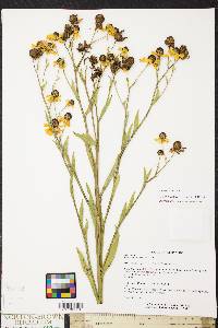 Helenium flexuosum image