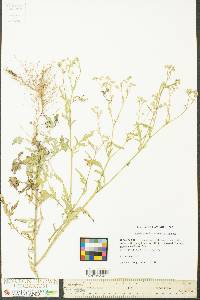 Parthenium hysterophorus image