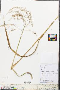 Glyceria canadensis image