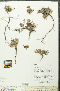 Eriogonum phoeniceum image