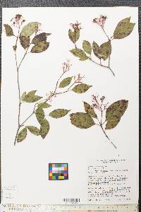 Cornus racemosa image