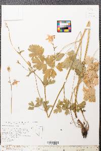 Aquilegia formosa image