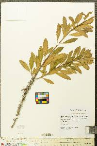Myrica cerifera image