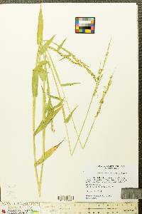 Urochloa texana image