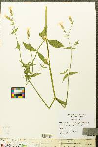 Silene latifolia image