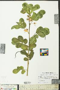 Senna obtusifolia image