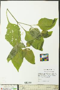 Solanum emulans image