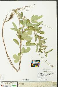 Desmodium incanum image