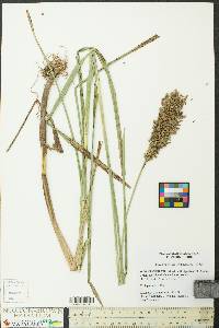 Glyceria obtusa image