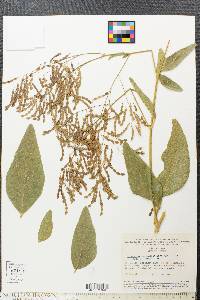 Desmodium leiocarpum image