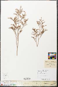 Limonium carolinianum image