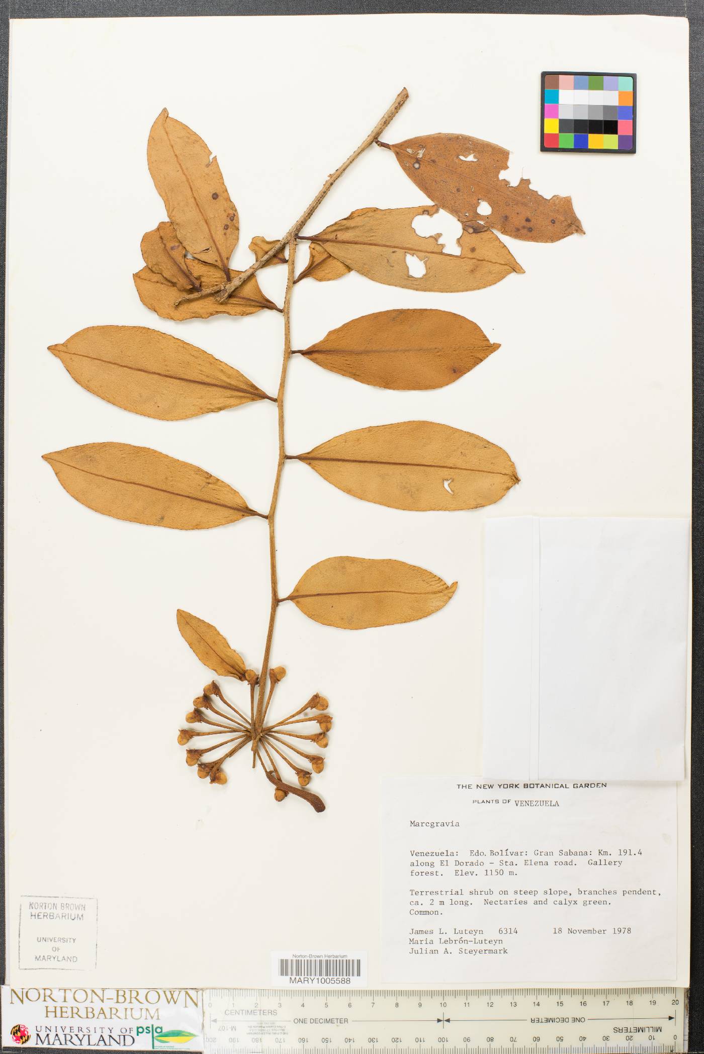 Marcgravia image