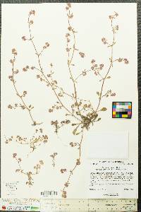 Chorizanthe pungens image