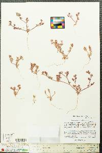 Chorizanthe rosulenta image