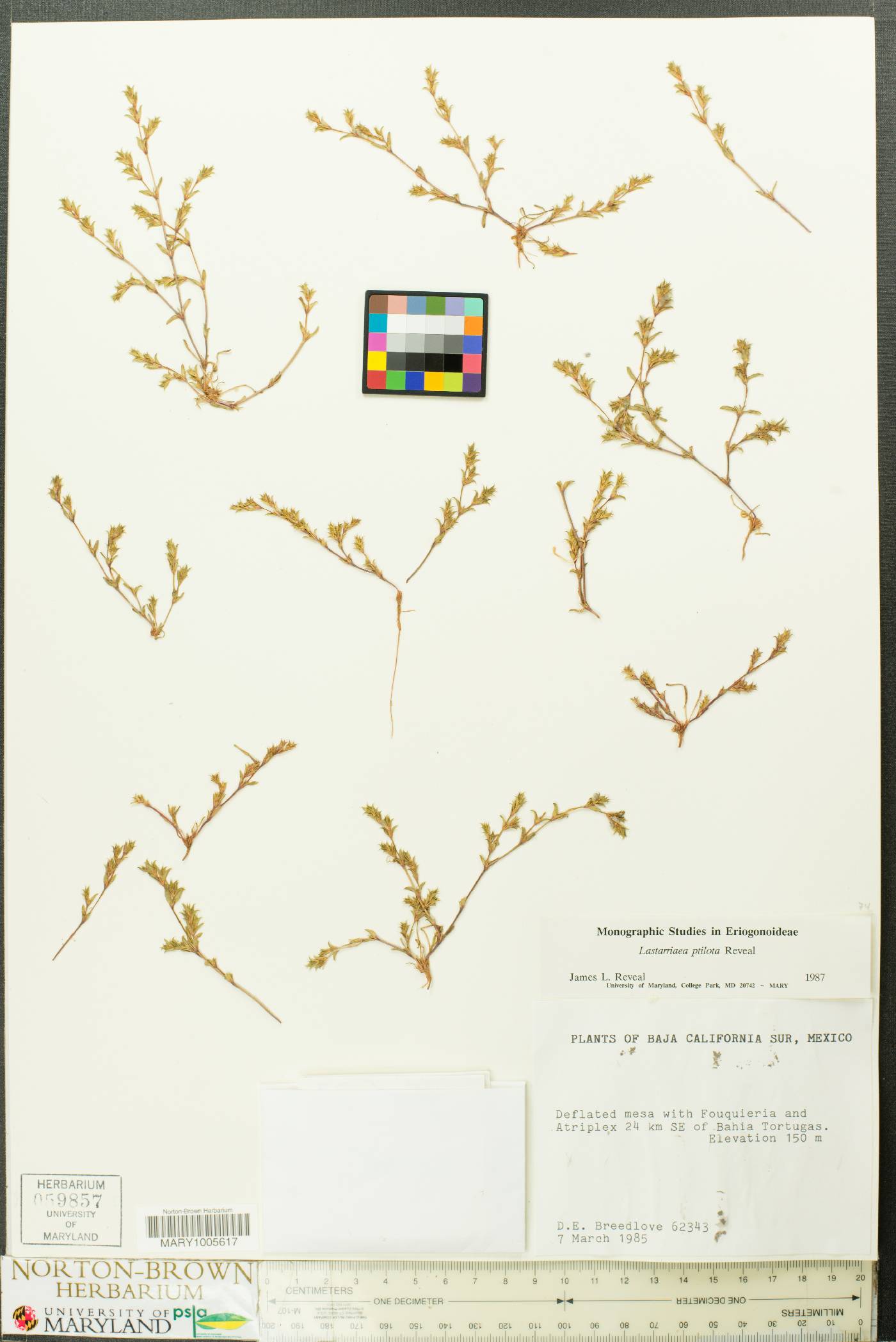 Lastarriaea ptilota image