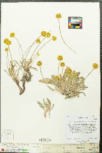 Eriogonum brevicaule image