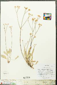 Eriogonum artificis image