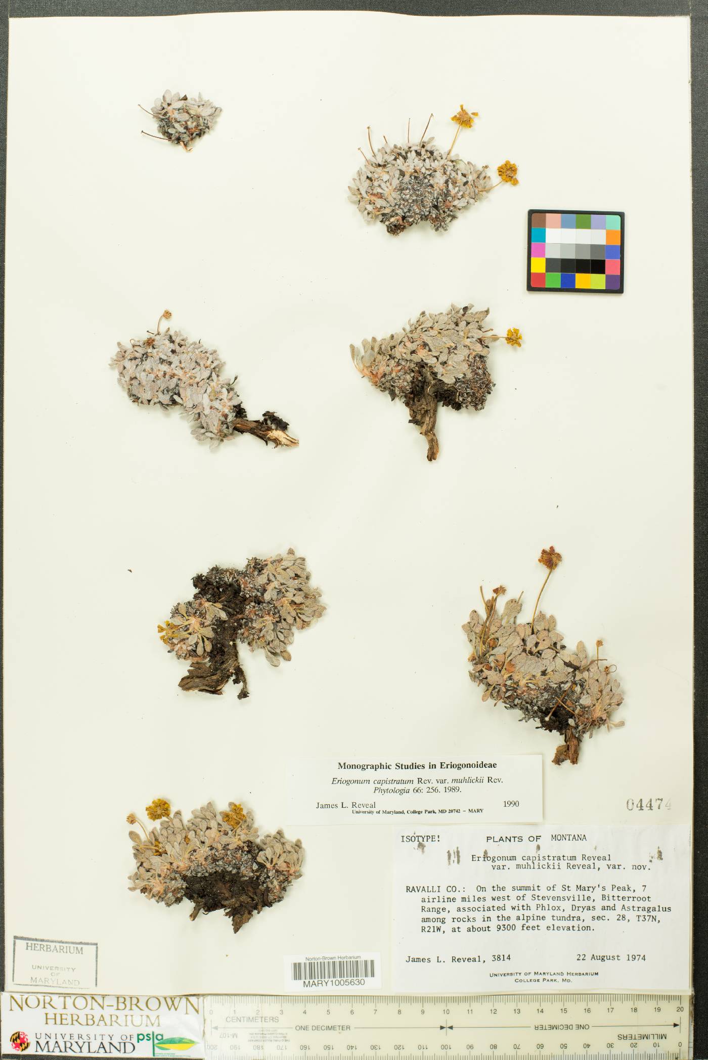 Eriogonum muhlickii image