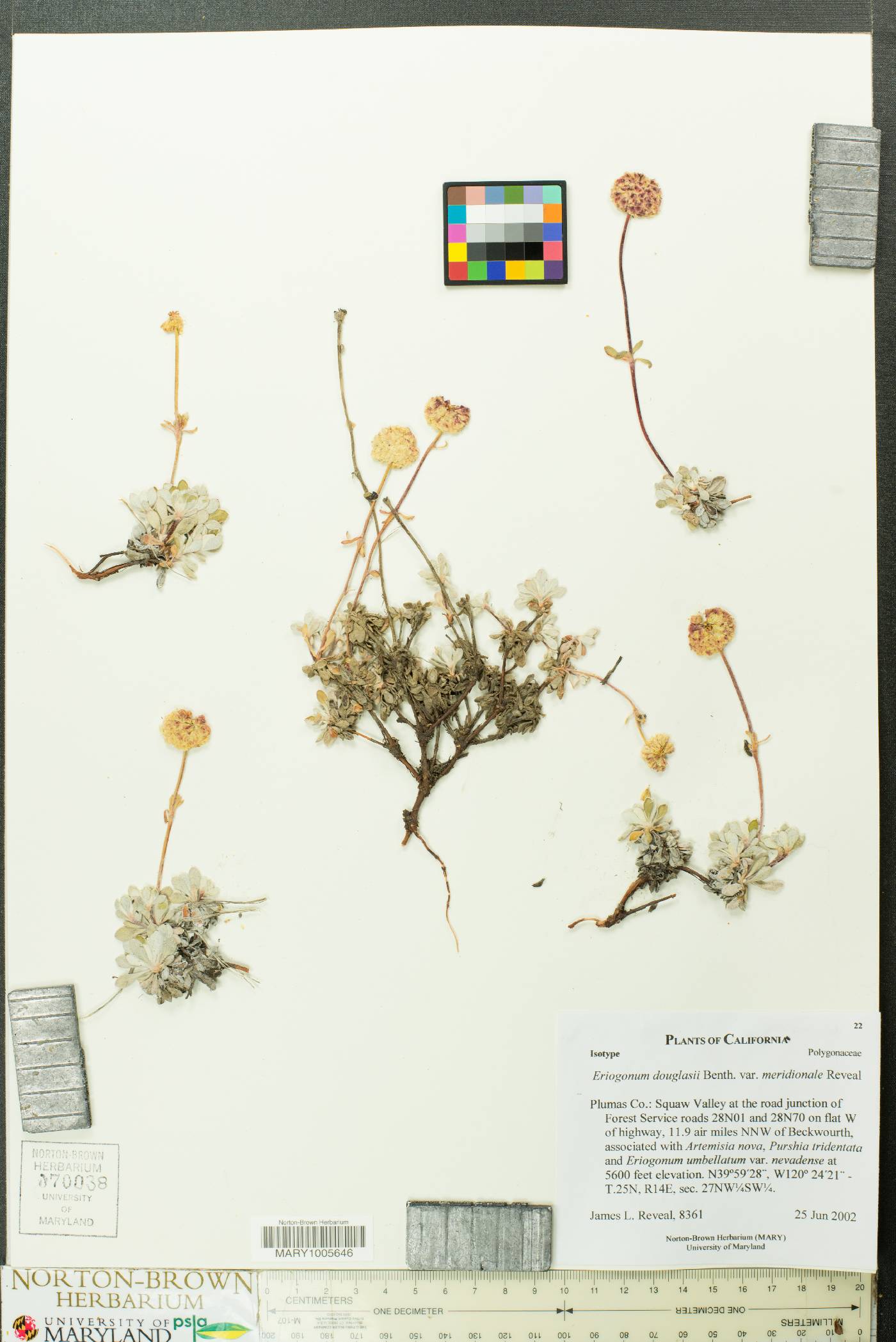 Eriogonum douglasii var. meridionale image