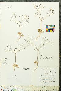 Eriogonum howellianum image