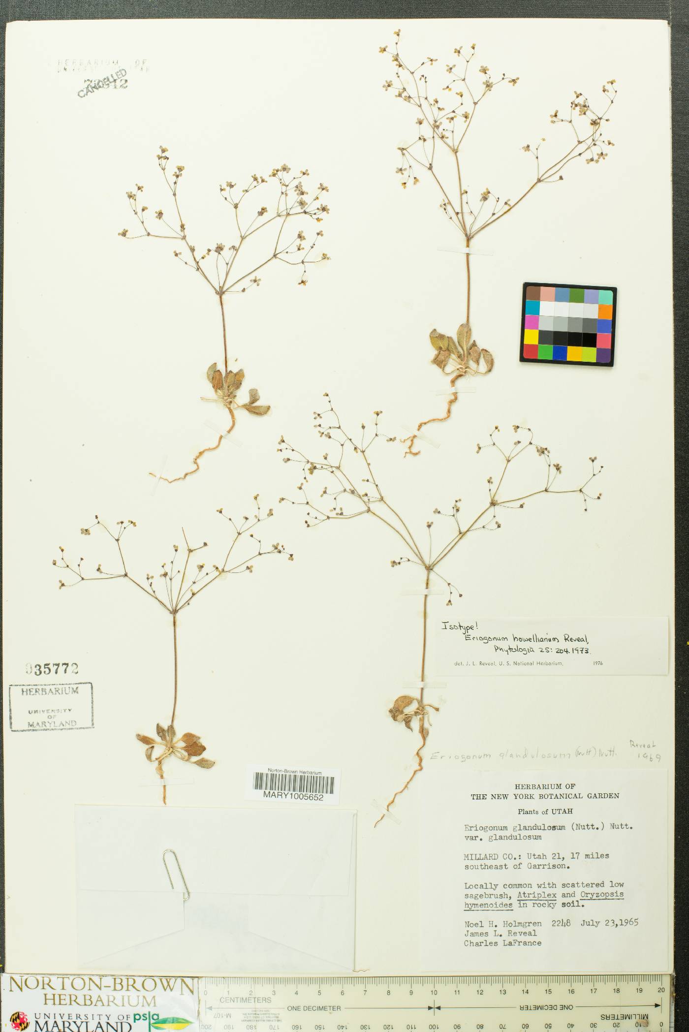 Eriogonum howellianum image