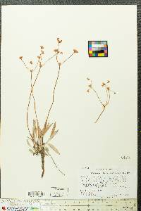 Eriogonum intermontanum image