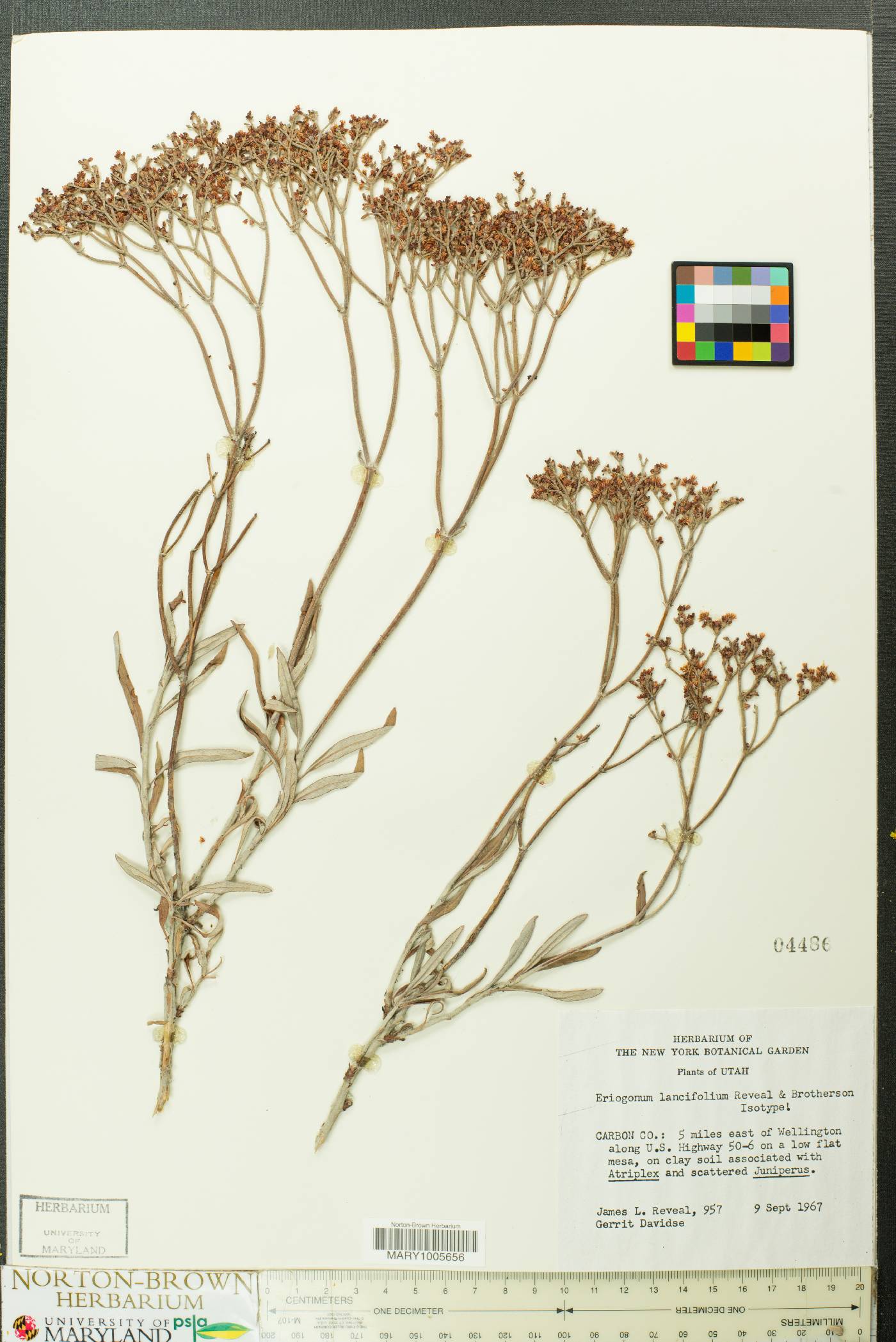 Eriogonum lancifolium image