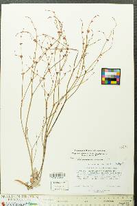 Eriogonum luteolum image