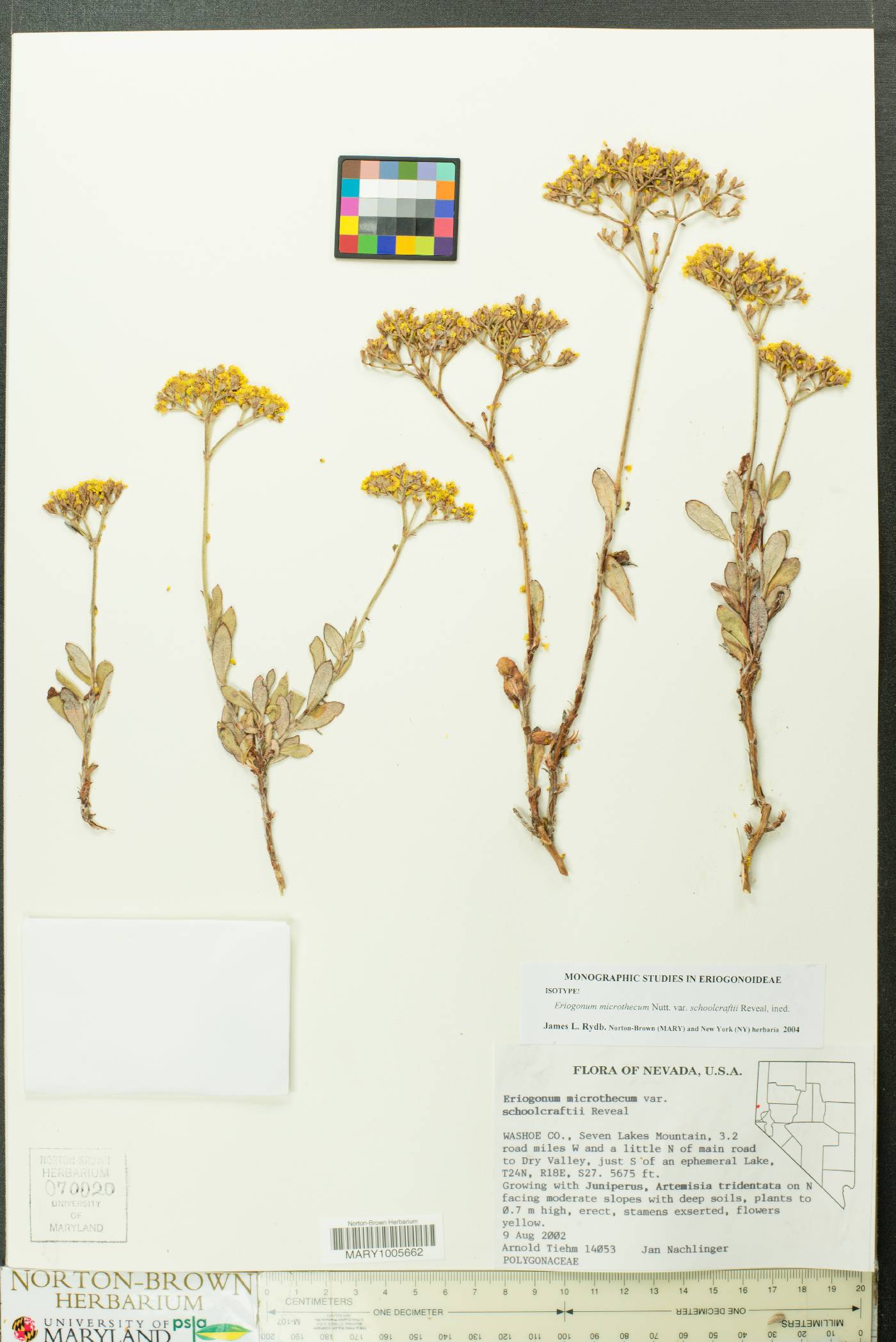 Eriogonum microthecum var. schoolcraftii image