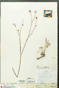 Eriogonum nudum var. murinum image