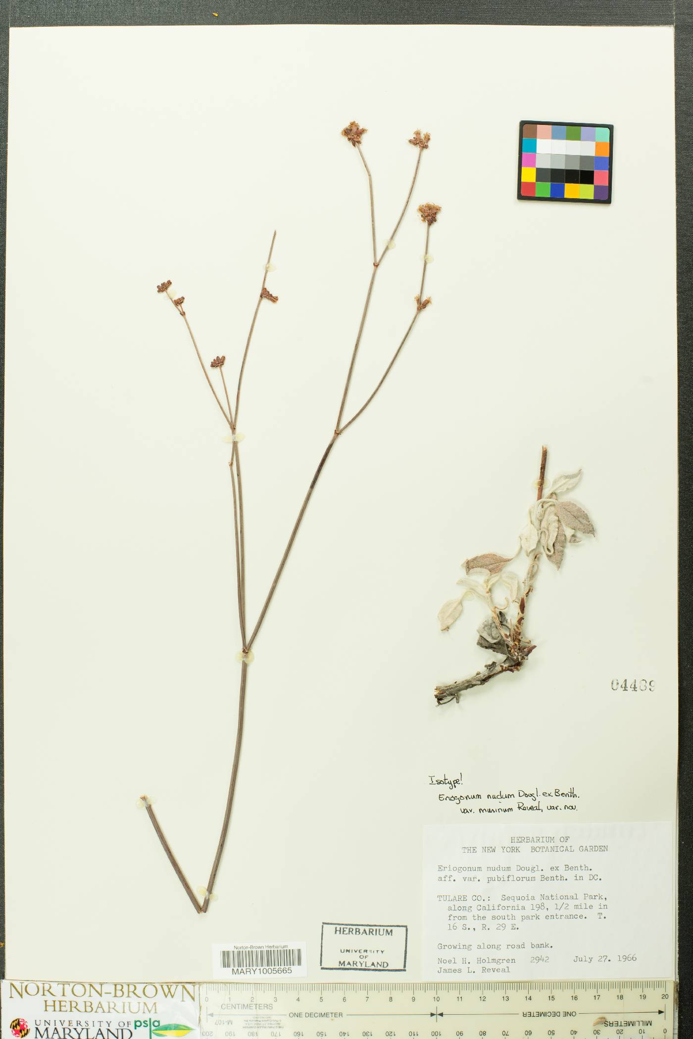 Eriogonum nudum var. murinum image