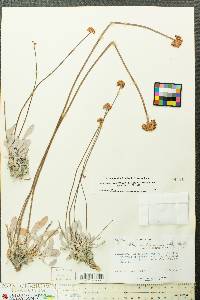 Eriogonum calcareum image