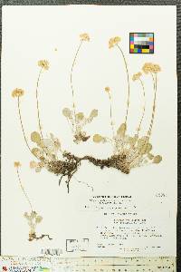 Eriogonum ovalifolium var. pansum image