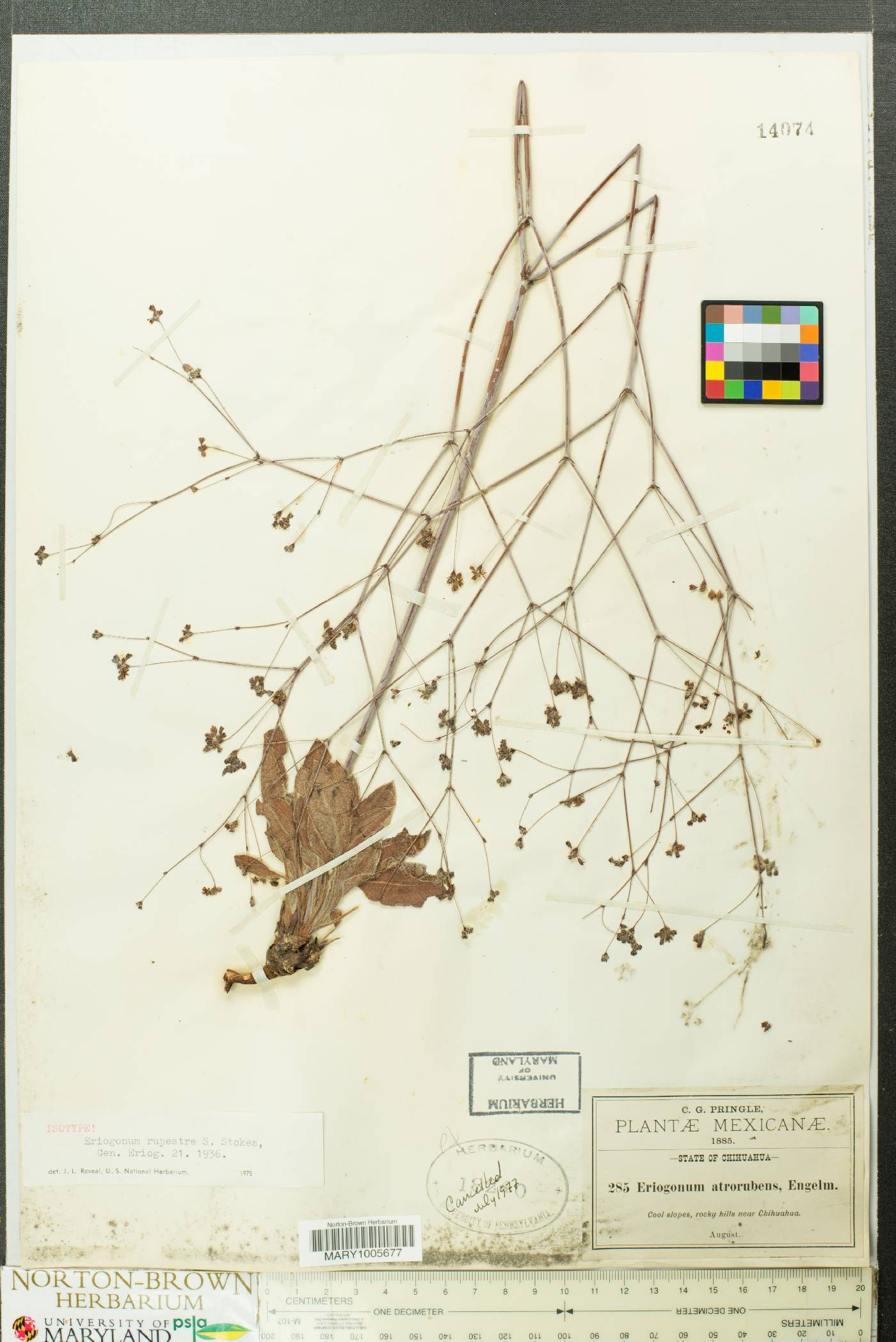 Eriogonum rupestre image