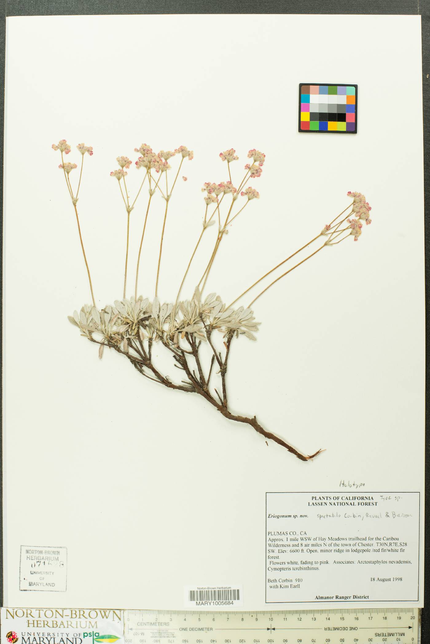 Eriogonum spectabile image