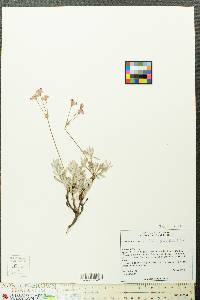 Eriogonum spectabile image