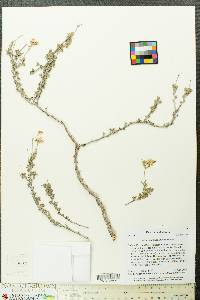 Eriogonum terrenatum image