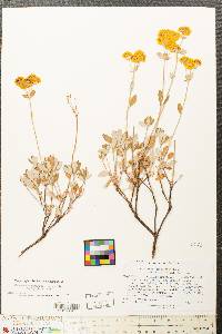 Eriogonum umbellatum var. argus image