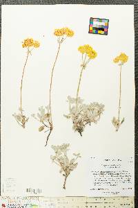 Eriogonum umbellatum var. canifolium image