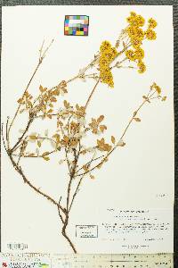 Eriogonum umbellatum var. furcosum image