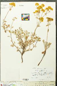 Eriogonum umbellatum var. furcosum image