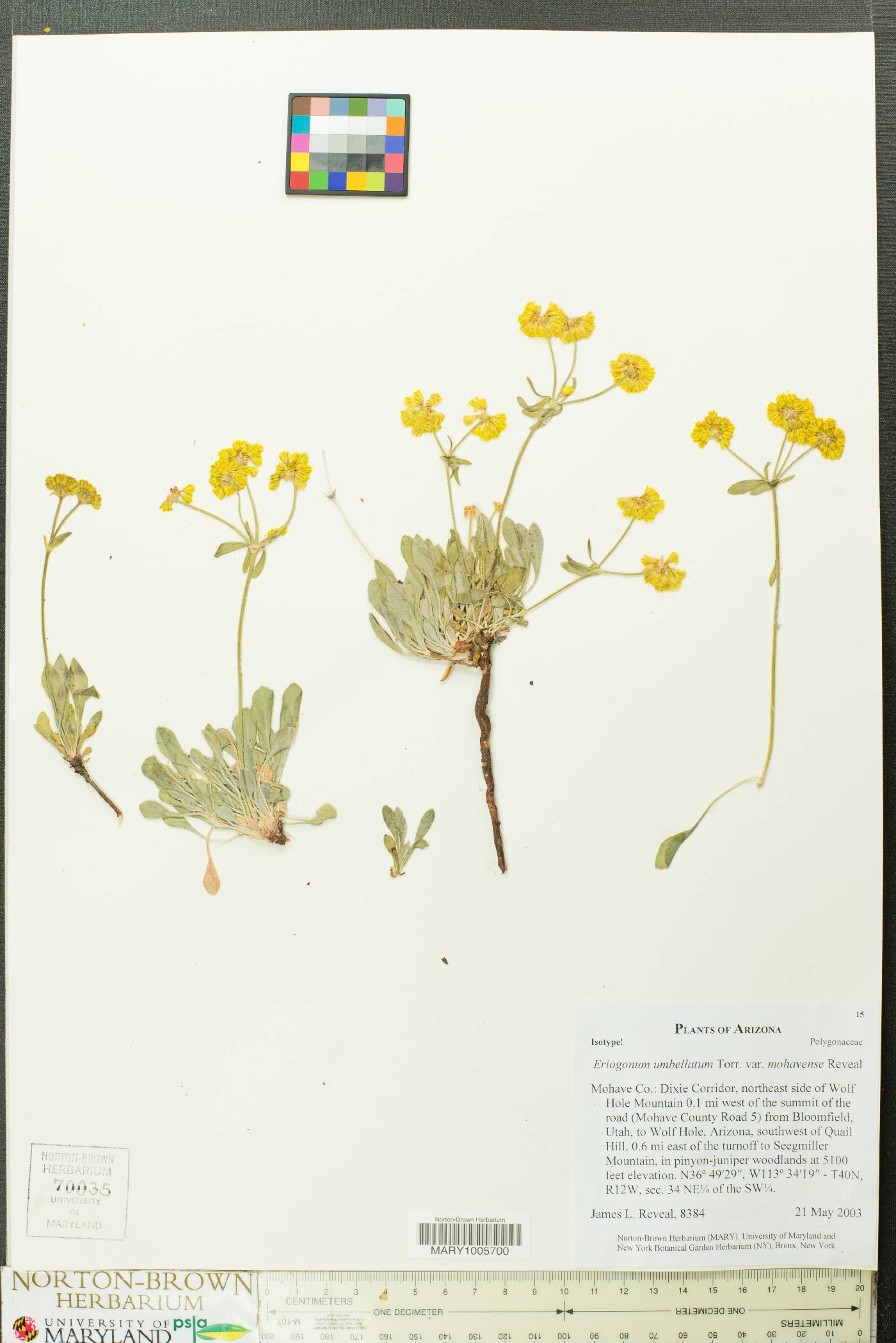 Eriogonum umbellatum var. mohavense image